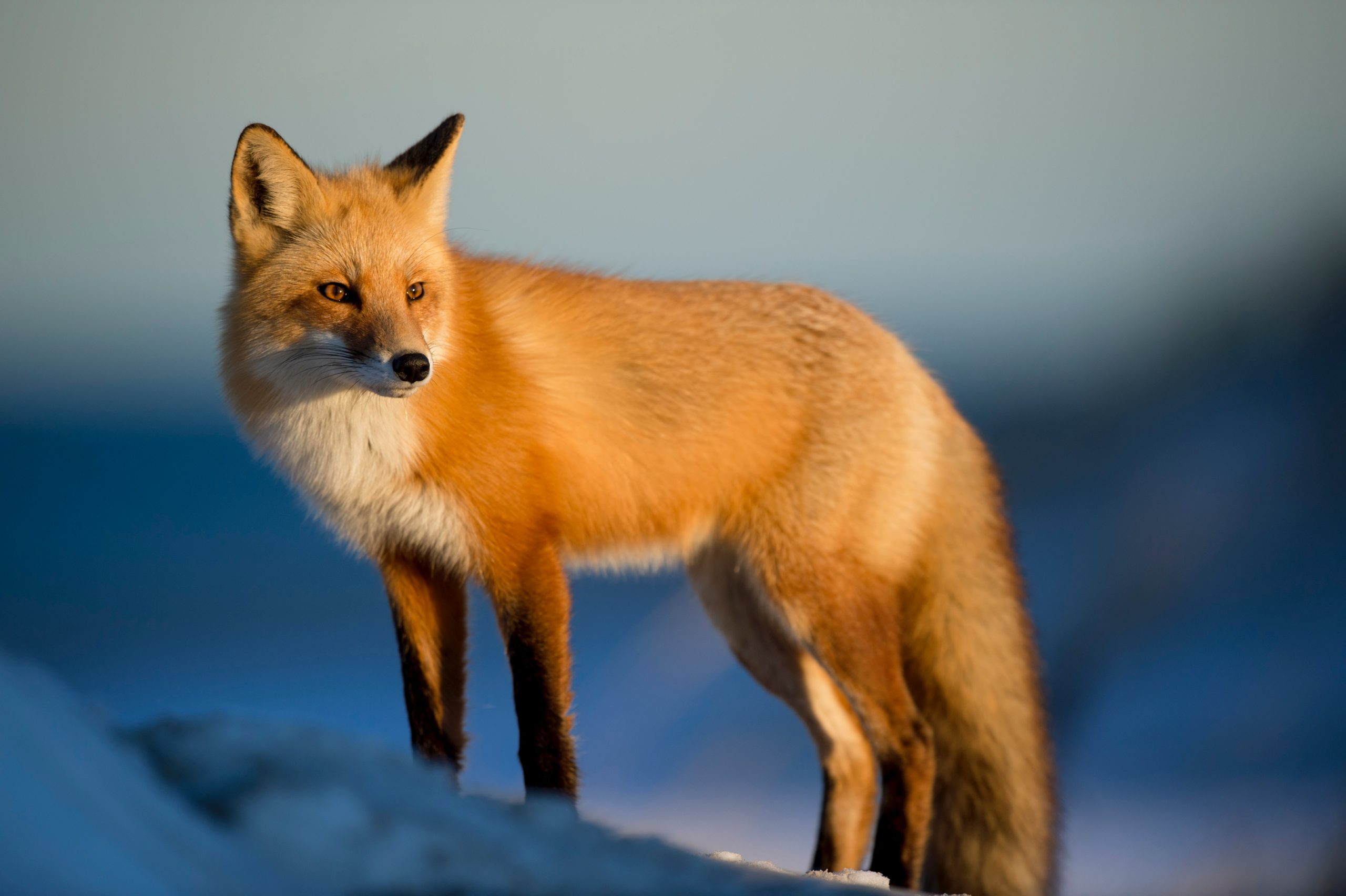 In an article about Fox Guest Posting, an orange fox stares out at the wilderness.