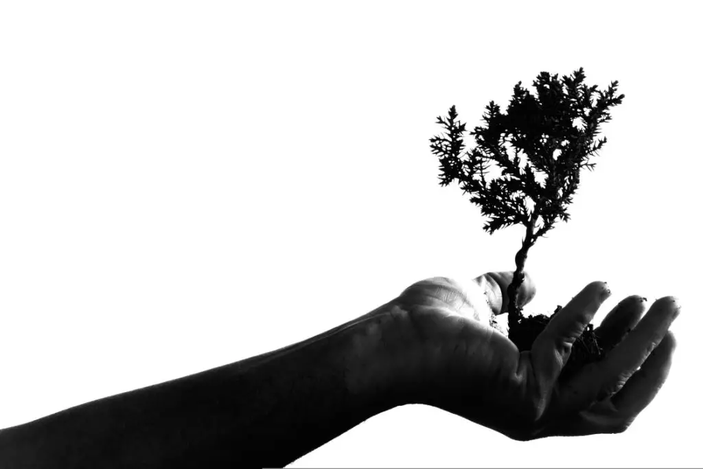 In an article on Ecosia is a black and white image of an extended hand holding a tree.