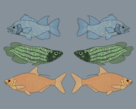 In an article about seafood in Florida, a blue fish, a green fish, and an orange fish are paired with an other. The word "seafood" appears on both sides.