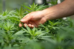 Hand holding cannabis leaf