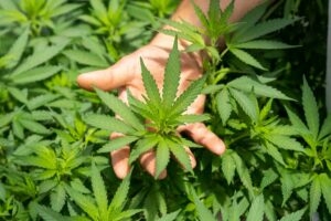 Hand holding cannabis leaf